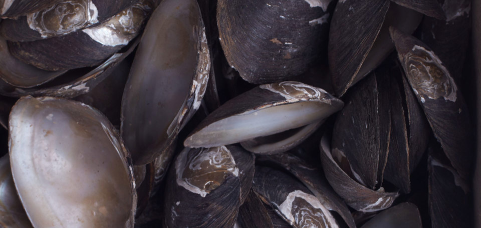 Detail of a mussel shells