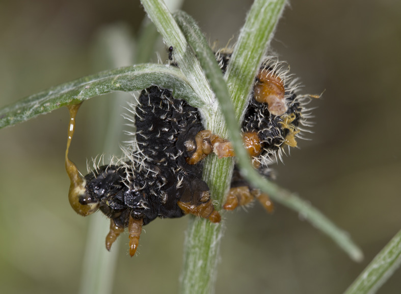 Perga dorsalis, Steel Blue Sawfly