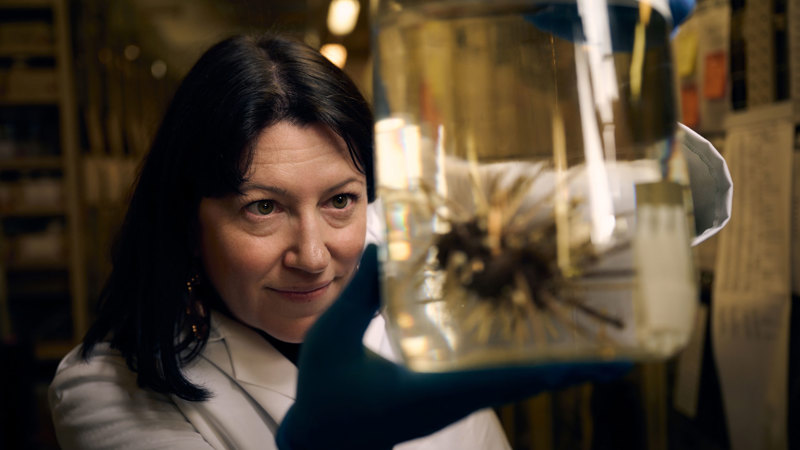 Researcher wearing protective gloves inspecting a preserved specimen in a large container within museum collection storage.