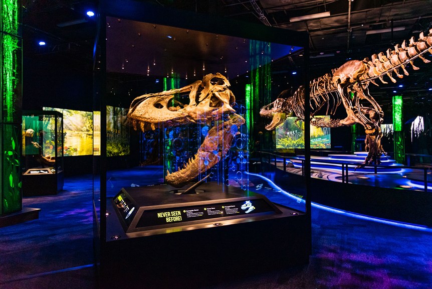 Dinosaur skull in an exhibition showcase. There is a large skeleton behind the showcase.