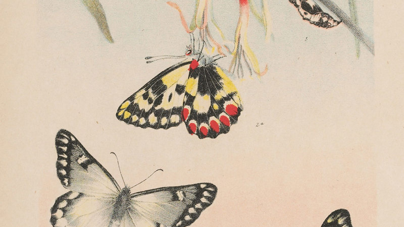Wood White Butterfly by Arthur Bartholomew. Colour proof a - lithographic ink and pencil on paper