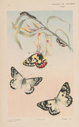 Wood White Butterfly by Arthur Bartholomew. Colour proof a - lithographic ink and pencil on paper