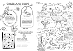 A page titles 'grassland Birds' include 10 bird illustrations. A subsection titled 'A Regal Raptor' explains how Nankeen Ketrels likes to live near farms where rats are plentiful. A second section titled 'We're Worried About Our Wander' explains that the Plains-wanderer is critically endangered and that researchers are trying to recover the population of this flightless bird. A third section 'Cryptic Cuties' explains that Mallee Emu-wrens are easier to hear than see as they hide in long grass.