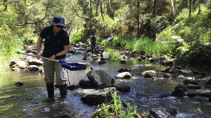 Person in a river collecting and counting waterbugs