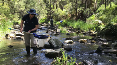 Person in a river collecting and counting waterbugs