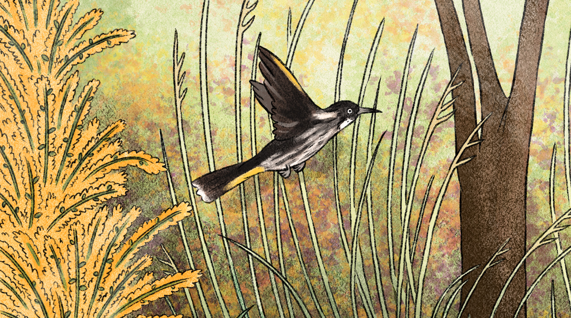 Build a wildlife friendly garden