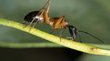 Close up of a sugar ant on a plant stem.