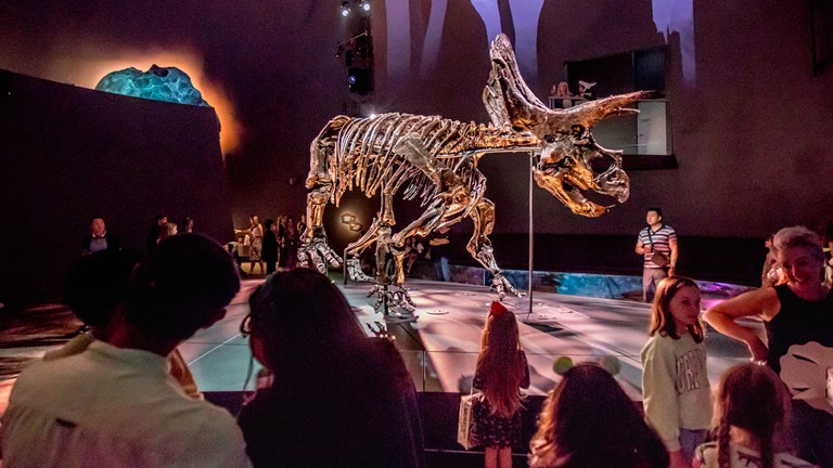 A group of people view a Triceratops skeleton