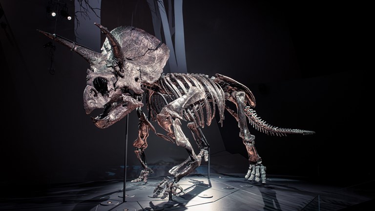 A Triceratops skeleton on display at Melbourne Museum