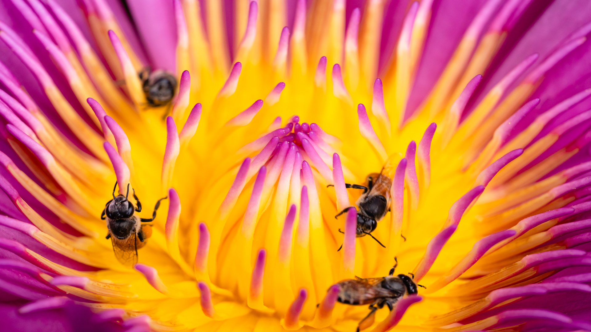 Bees crawl across the petals of a purple flower. 