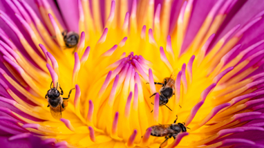 Bees crawl across the petals of a purple flower. 