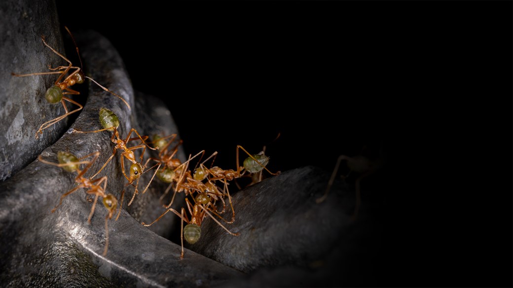 green bodied ants huddling together