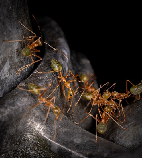 green bodied ants huddling together