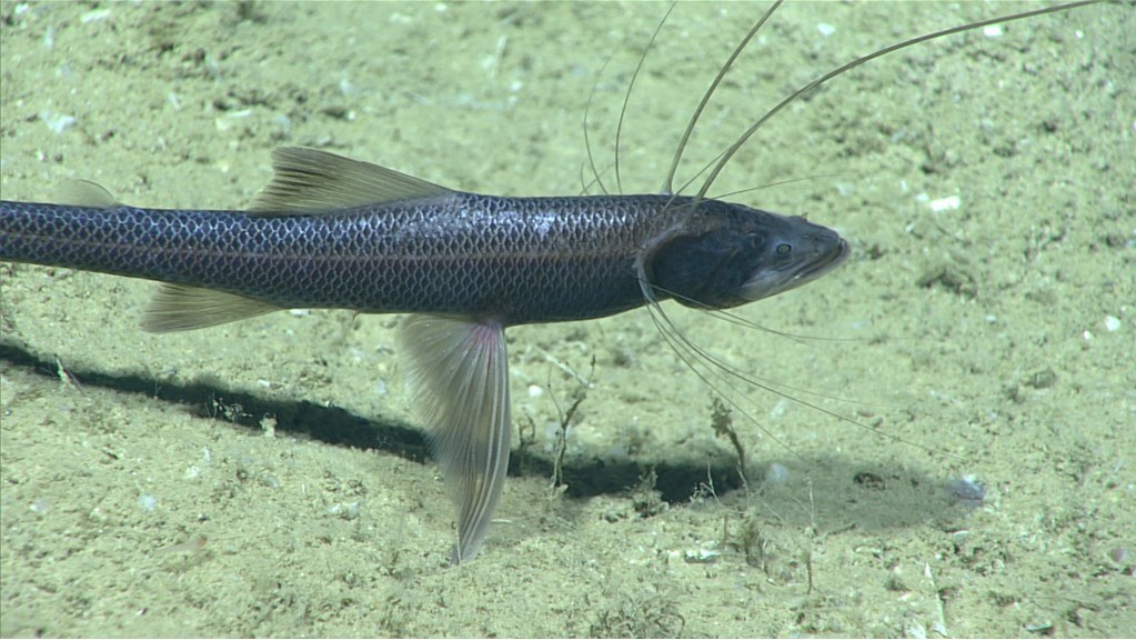 A fish with longs fins extending out around its head 