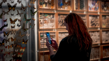 Woman looking at butterfly collection behind glass 