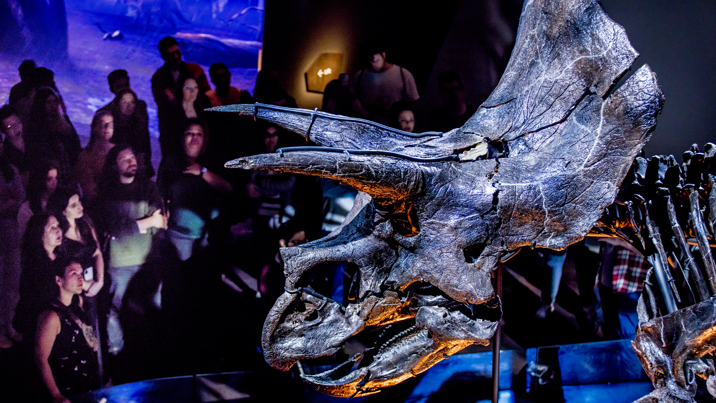 Close up of the massive head of Horridus the triceratops.