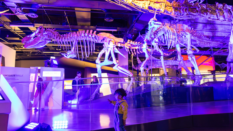 A small child walks along the main thoroughfare of Dinosaur Walk exhibition during Halloween at the Museum. 