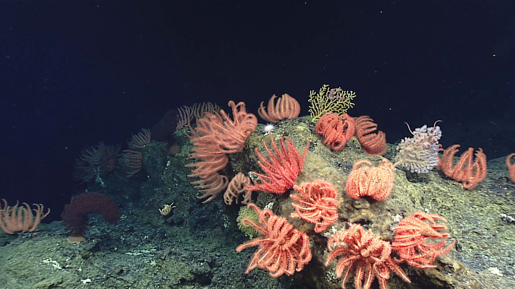 A cluster of deep-sea-dwelling brisingid sea stars