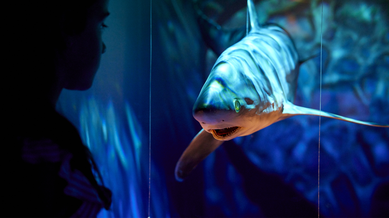 Person looking at display case filled with shark specimen 