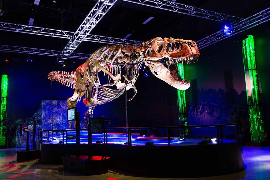 Victoria the T. rex dinosaur skeleton mounted and on display.
