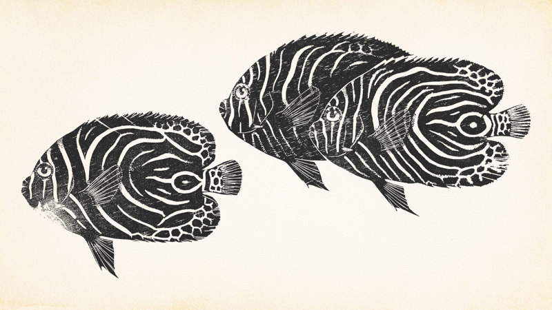A black and white linocut-style illustration of juvenile Emperor Angelfish (Pomacanthus imperator). 