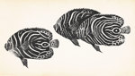 The Paper Argonaut: Adventures in Art, Science and Rare Books