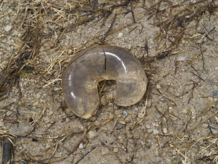 Moon Snail egg