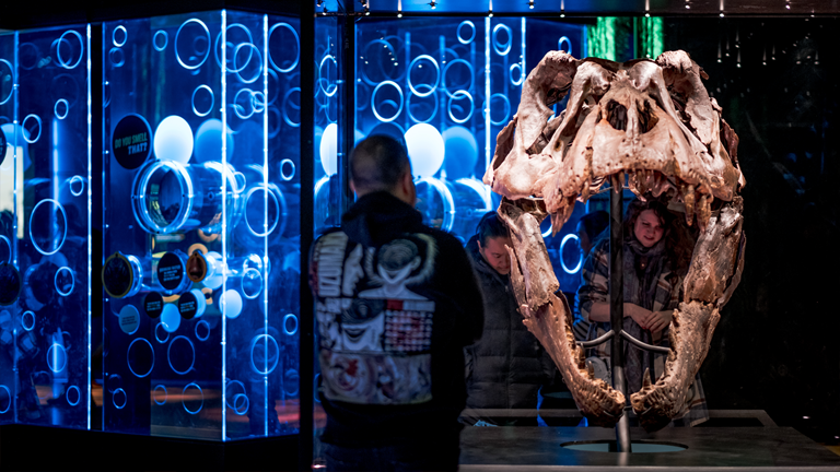 Large T rex skull inside a class case