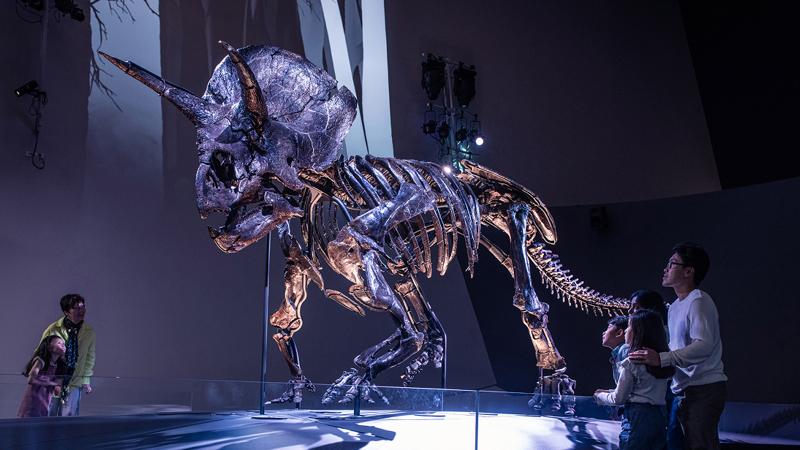 Melbourne Museum General Entry