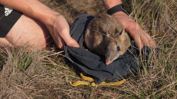 Eastern Barred Bandicoot Release at Woodlands Historic Park with hands holding it