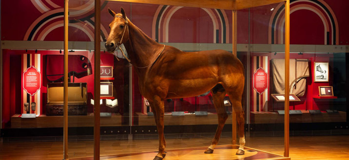 A taxidermy horse in a glass case. Behind the case is a display of memorabilia