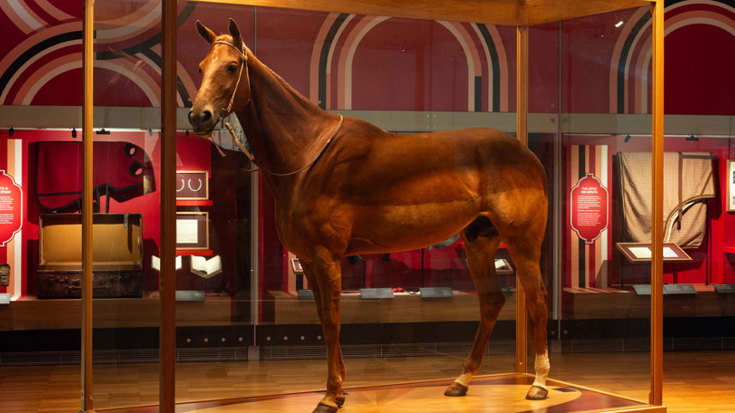 A taxidermy horse in a glass case. Behind the case is a display of memorabilia