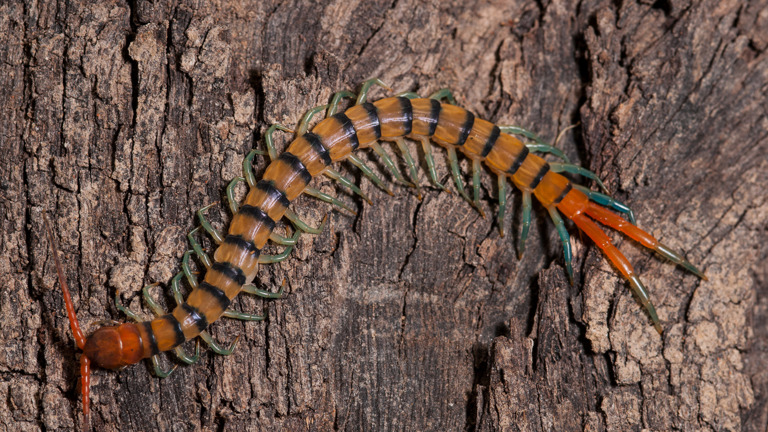 A striped centipede on bark