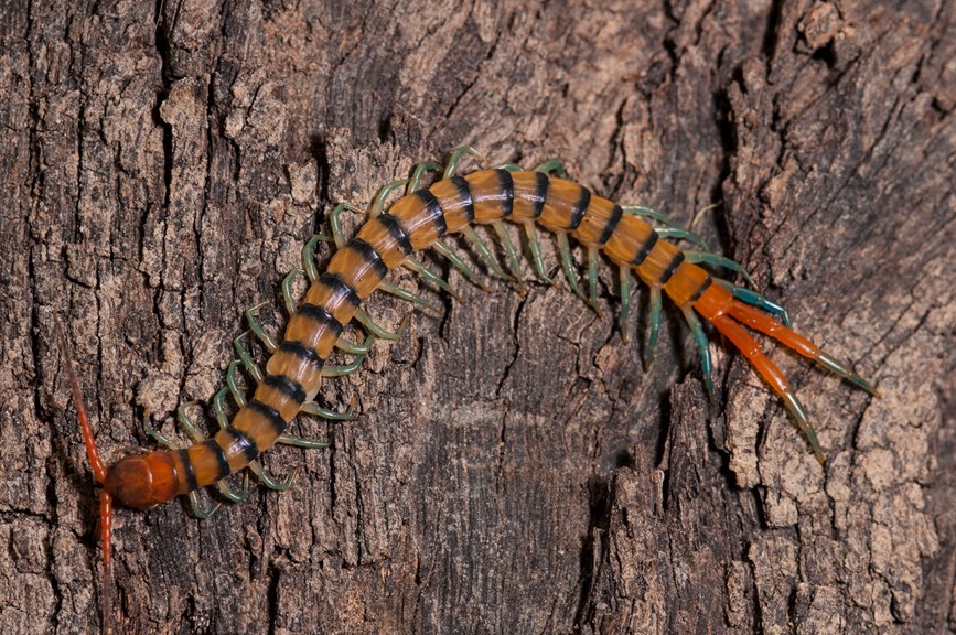 A striped centipede on bark