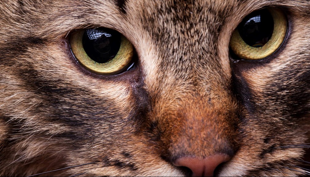 Close up eyes of tabby cat