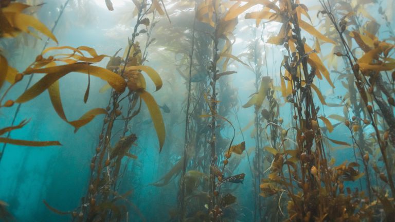 Kelp growing in the ocean water under a Sunbeam
