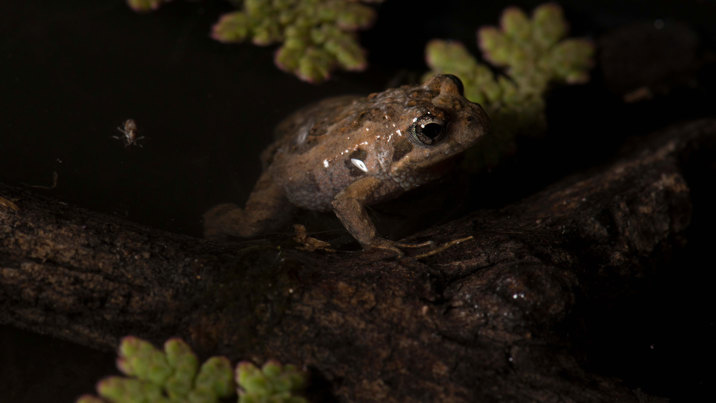 Crinia signifera, Common eastern froglet, in water