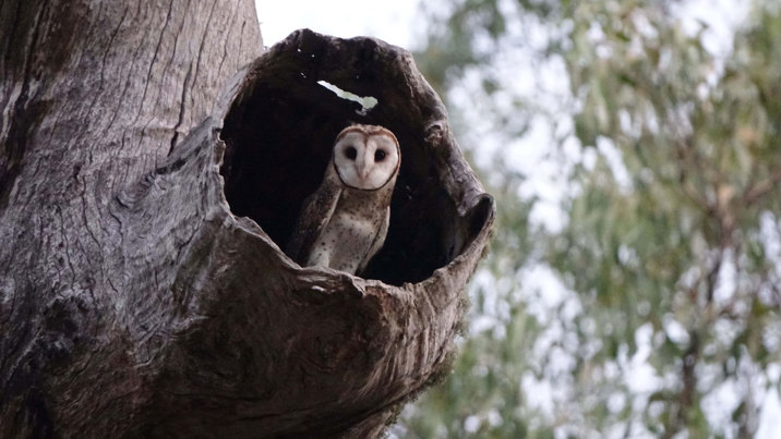 Masked owl in tree hollow