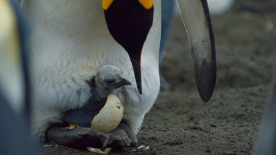 a baby penguin