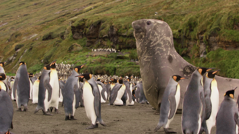 King penguins and a giant seal