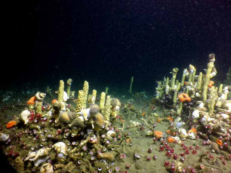 Deep sea snails and their egg masses