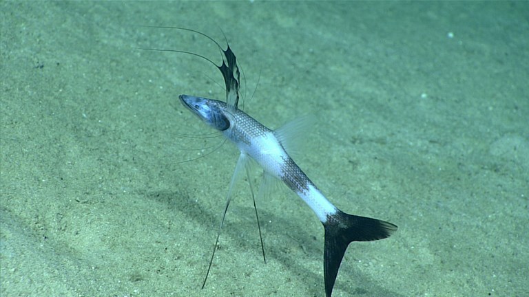 A fish standing on the ocean floor, with three elongated fins