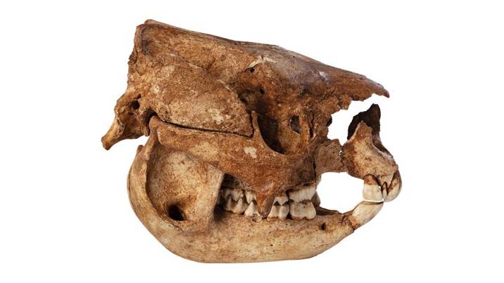 Simosthenurus occidentalis, Late Pleistocene Epoch, Buchan Victoria