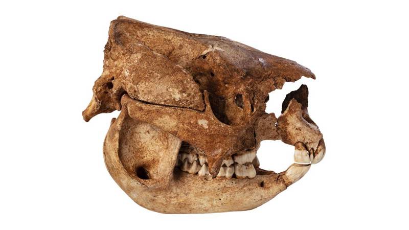 Simosthenurus occidentalis, Late Pleistocene Epoch, Buchan Victoria