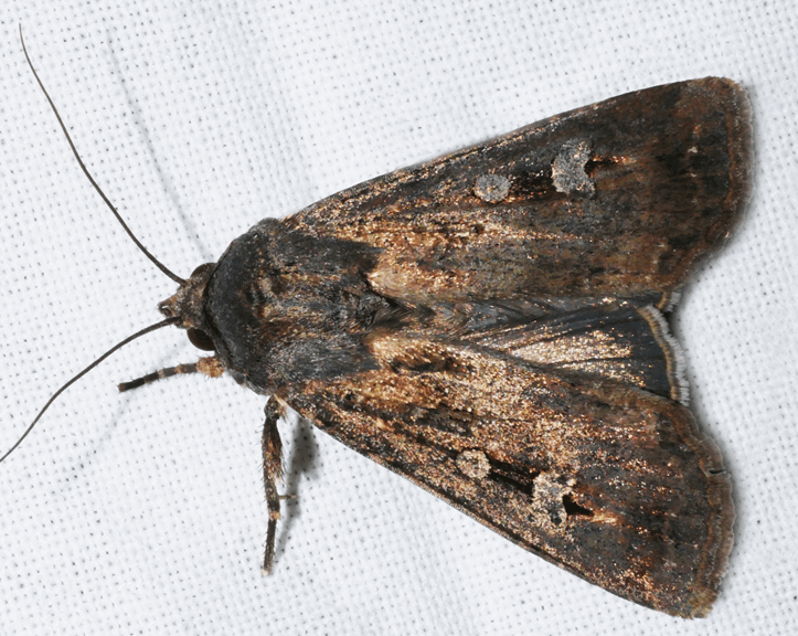 Brown moth on white material