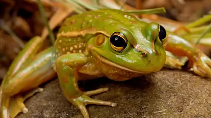 Green frog on a rock