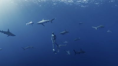 Diver swimming with a group of sharks 