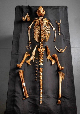 A collection of orange bones laid out on a black tablecloth in the shape of a skeleton