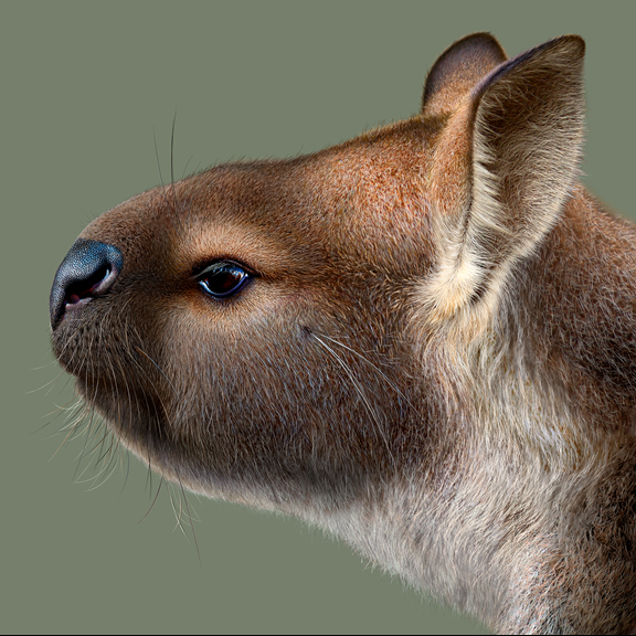 a profile illustration of a short faced kangaroo