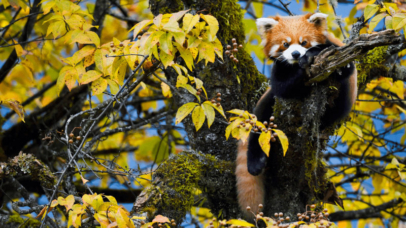 d.	A red panda in the humid montane mixed forest, Sichuan, China